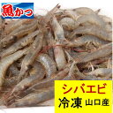 冷凍(生)シバエビ 大サイズ 約400g 芝海老 約11cm 海鮮 えび しばえび 揚げ物がオススメ! カルシウム 豊富 海老 頭付 丸冷凍 エビ 国産