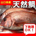 山口県産天然鯛1尾約1,5kg - 山口県産海鮮広場 魚かつ