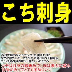 マゴチってどんな魚 その生態や値段 レシピに釣り方まで Tsuri Hack 釣りハック