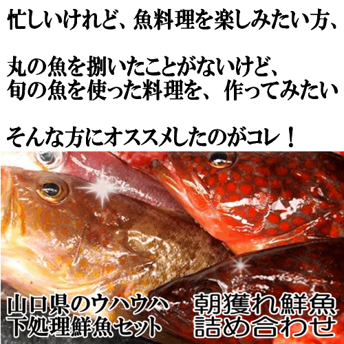 楽天市場 月間優良ショップ受賞 下処理 鮮魚セット鮮魚 3000円分魚 詰め合わ 海鮮福袋鮮魚ボックス鮮魚 下処理お取り寄せグルメ 魚セット魚 鮮魚 詰め合わせ 寿司ネタ焼き魚 煮魚 刺身魚お刺身 直送 海鮮セット魚さしみ 魚介類 山口県産海鮮広場 魚かつ