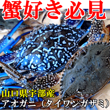 身が詰まったアオガニオスメス問わず生小ー中約800g(3-5尾)送料無料活き〆<生>発送商品の発送は11月下旬まで