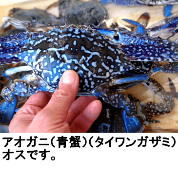 身が詰まったアオガニオスメス問わず生小ー中約800g(3-5尾)送料無料活き〆<生>発送商品の発送は11月下旬まで