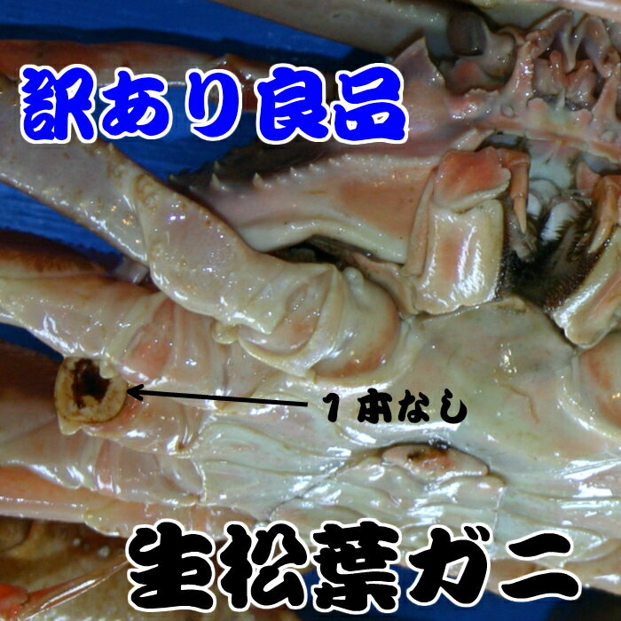 超特大サイズ　松葉ガニ（生）ボイル可能！鳥取県産　日本海産　足1本なし松葉ガニ特大サイズ3L　1枚約1.2kg以上（ズワイガニ）！！漁期11月6日〜3月中旬