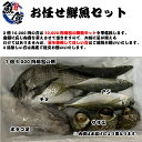 新鮮 お魚詰め合わせセット 鳥取県産 日本海産 魚 エビ イカ タコ 貝など旬の魚介類を詰め合わせ 