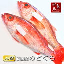 【送料無料】のどぐろ 新潟・日本海産 ノドグロ 600g以上・2尾（生冷凍）