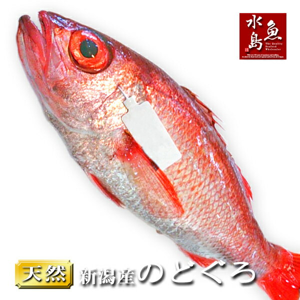 【送料無料】のどぐろ 新潟・日本海産 ノドグロ 1500g以上・1尾（生冷凍）