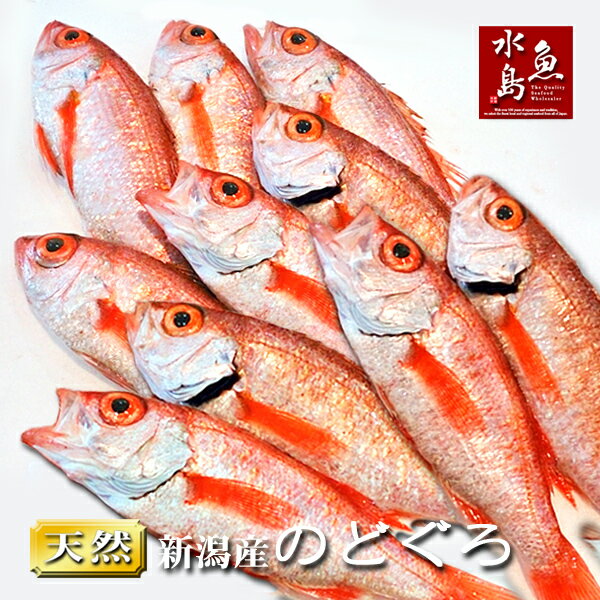 【送料無料】のどぐろ 新潟・日本海産 ノドグロ 100g以上・10尾（生冷凍）
