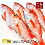 のどぐろ新潟・日本海産ノドグロ250g以上・5尾（生冷凍）
