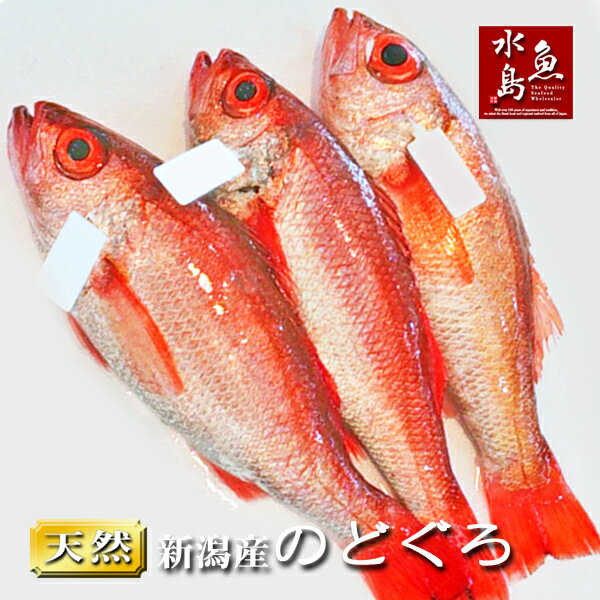 【送料無料】のどぐろ 新潟・日本海産 ノドグロ 500g以上・3尾（生冷凍）