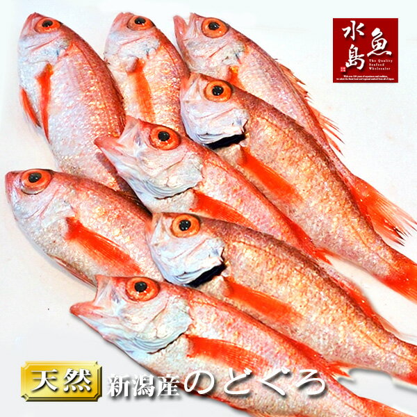 【送料無料】のどぐろ 新潟・日本海産 ノドグロ 150g以上・8尾（生冷凍）