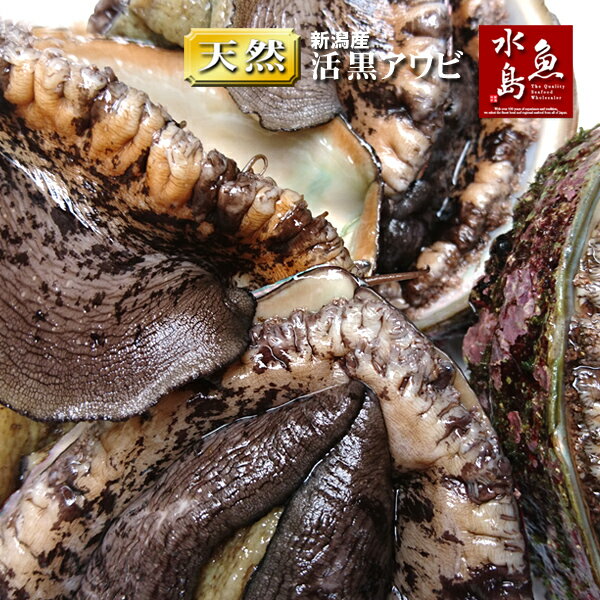 【送料無料】新潟産 天然 活「黒アワビ」あわび 1kg 訳あり