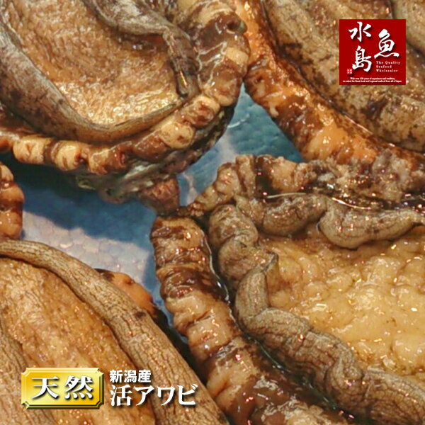 【送料無料】新潟産 天然 活アワビ あわび 100g×10個