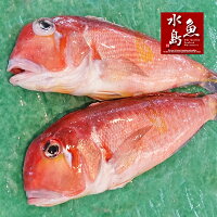 【送料無料】新潟産天然甘鯛アマダイ(グジ)900〜999g・2尾(生冷凍)