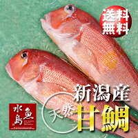 【送料無料】新潟産天然甘鯛アマダイ(グジ)900〜999g・2尾(生冷凍)