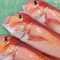 【送料無料】新潟産天然甘鯛アマダイ(グジ)200〜299g・5尾(生冷凍)