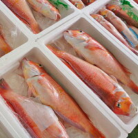 【送料無料】新潟産天然甘鯛アマダイ(グジ)200〜299g・5尾(生冷凍)