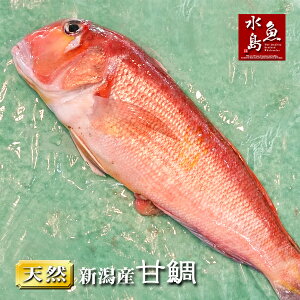 新潟産 天然 甘鯛 アマダイ（グジ）600〜699g（生冷凍）