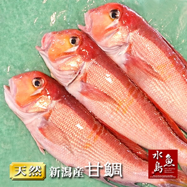 新潟産 天然 甘鯛 アマダイ(グジ)400〜499g・3尾(生冷凍)