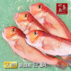 新潟産 天然 甘鯛 アマダイ（グジ）300〜399g・4尾（生冷凍）