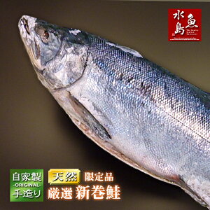 厳選 新潟産・天然「新巻鮭」5kg物 数量限定生産【送料無料】