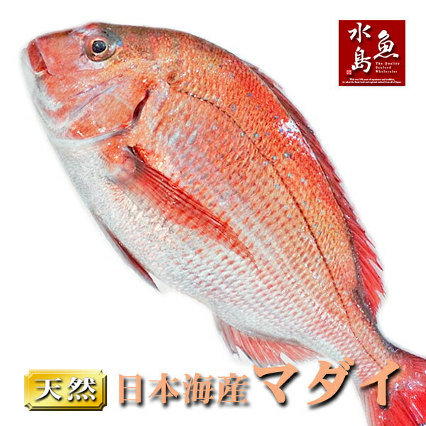 【送料無料】天然真鯛 マダイ 桜鯛 日本海産 4.5〜4.9...