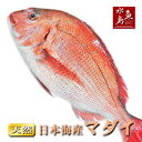 天然 マトウダイの薄造 1～2人前 90g×1皿 島根県 新鮮 人気 希少