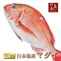 【送料無料】天然真鯛 マダイ 桜鯛 日本海産 4.5〜4.9キロ物