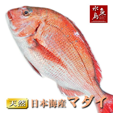 【送料無料】天然真鯛 マダイ 桜鯛 日本海産 2.5〜2.9キロ物