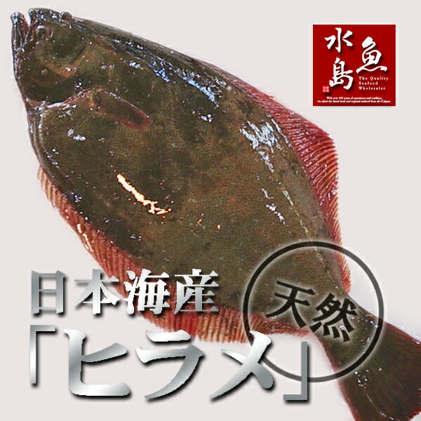 【送料無料】天然ヒラメ 平目 日本海産 2.5〜2.9キロ物