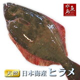 天然ヒラメ平目日本海産2.0〜2.4キロ物