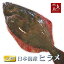 【送料無料】天然ヒラメ 平目 日本海産 3.0〜3.4キロ物