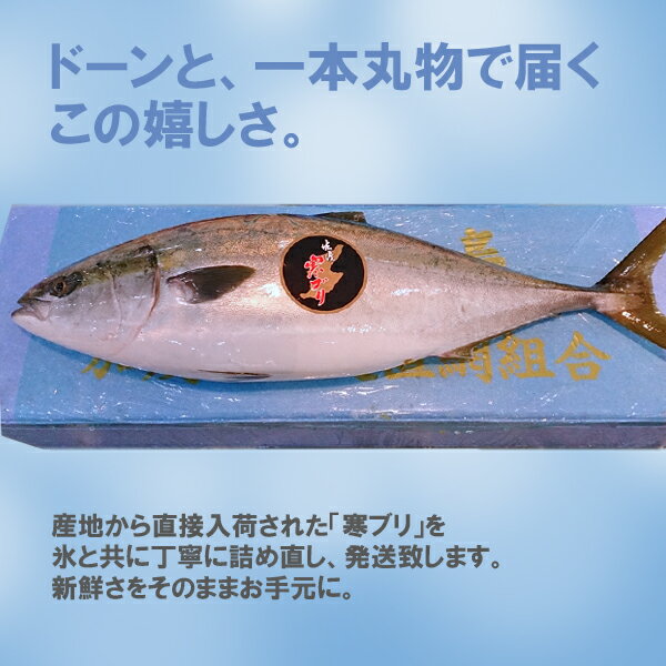 ぶり は名前の多い出世魚 地域ごとに呼び方も違うってホント 2ページ目 Jouer ジュエ