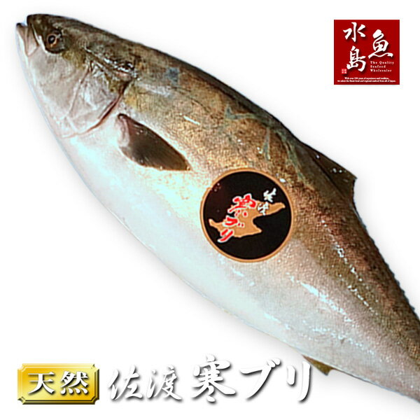 新潟 佐度産 天然 鰤 寒ブリ 「佐渡 寒ぶり」 4.0kg