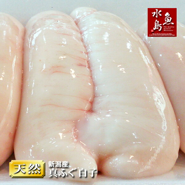 白子 新潟産 天然マフグ 真ふぐ白子 生500g