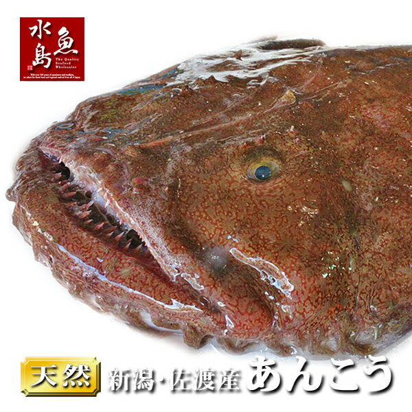 【送料無料】新潟・佐渡産 天然 あんこう アンコウ 一匹丸もの 12kg以上