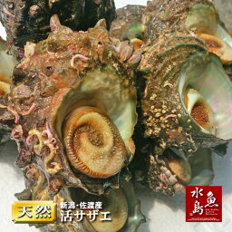 新潟・佐渡産 天然 活サザエ・さざえ 約100g×10個 約1kg