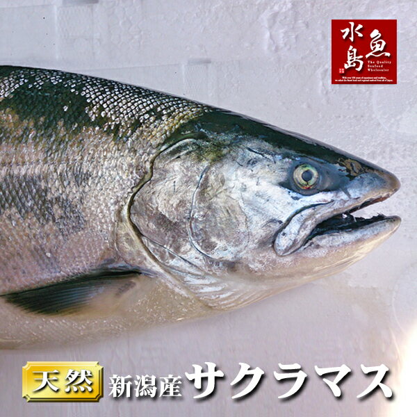 【送料無料】新潟県産 天然サクラマス 本鱒 生一尾 3.5～3.9kg