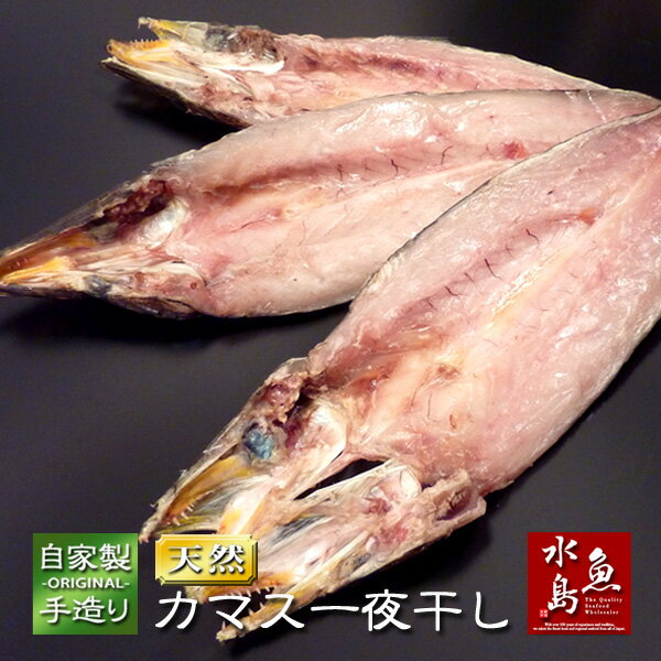 新潟産 特大カマス かます干物 「自家製手造り 特大カマス一夜干し」 一尾150g〜200g 3枚入