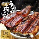 天然うなぎ蒲焼き 国産 肝付き 【180〜199g】冷凍 甘過ぎない代々のタレ 鰻 蒲焼 蒲焼き ウナギ 天然 天然鰻 天然ウナギ うなぎ 天然 お歳暮ギフト ...