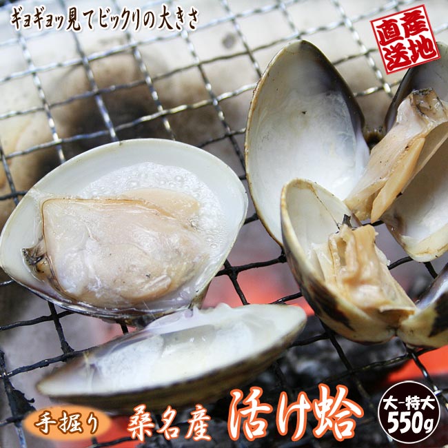 はまぐり 大〜特大の混合 550g【送料無料】 天然 国産活け蛤 手掘り 産地直送 ハマグリ 貝 シーフード ギフト 焼き蛤 焼蛤 酒蒸し 食品 魚介類 活蛤 じょれん ジョレン 鋤簾 国産 伊勢うどんでお馴染みの三重産 ひな祭り お雛様 いなべ冷蔵