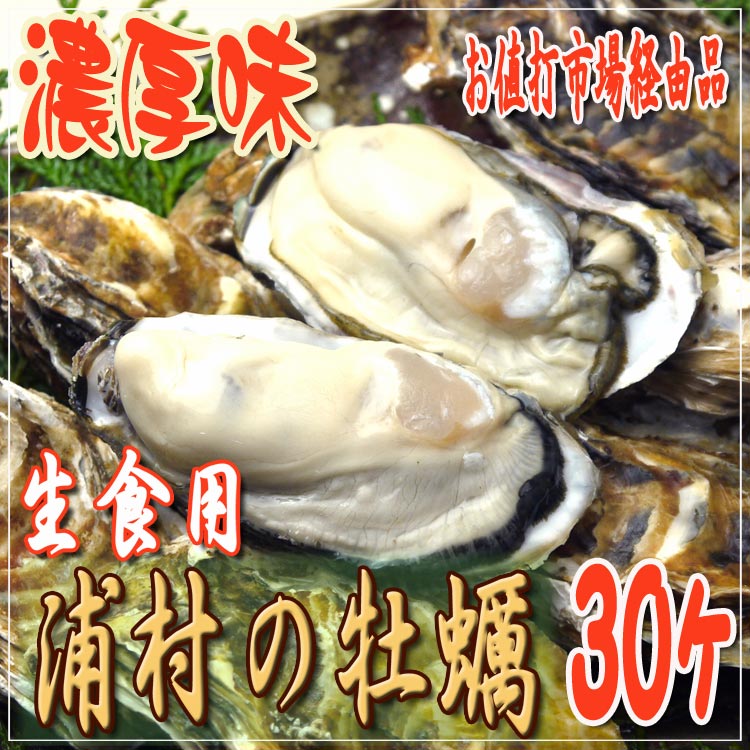 伊勢の国：浦村の殻付き牡蠣 30入り【市場経由お値打ち品】【送料無料】冬の味覚 生牡蠣 生食用 牡蛎 かき カキ 鳥羽