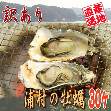 【送料無料】伊勢の国：浦村の 殻付き牡蠣 30入り★訳あり・焼き牡蠣用　冬の味覚!!ダイレクト便♪　　　　　[牡蠣/食用/牡蛎/かき/カキ/鳥羽/活け貝/生貝/殻つき/セル牡蠣/焼き牡蠣/加熱用/シェル牡蠣/わけあり/訳有り/訳アリ]　【鳥羽浦村から直送】