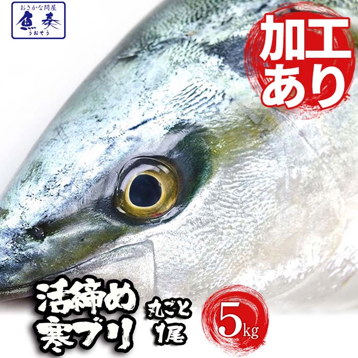 【加工あり まるごと1尾 約5kg】ぶり ブリ 鰤 寒ブリ 鹿児島 大分産 お刺身用 嫁ぶり チルド ...