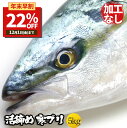【早割!9999円!12/1まで】 お歳暮 御歳暮 2023 お年賀 御年賀 ギフト 【加工無し まるごと 1尾 約5kg】 ぶり ブリ 鰤 寒ブリ 鹿児島 大分産 お刺身用 嫁ぶり チルド おろし済み 【注意】北海道、沖縄は追加送料を997円加算し、ご請求いたします。 送料無料