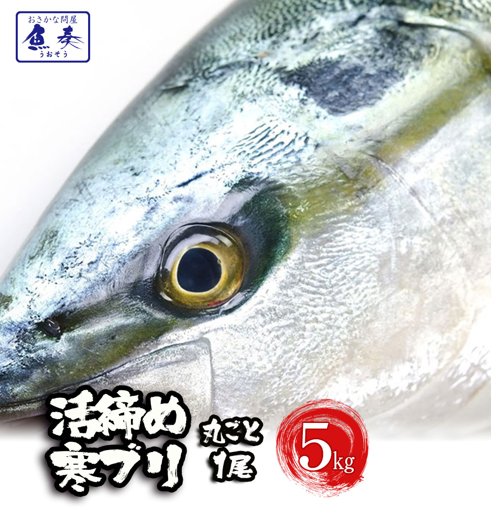 ぶり ブリ 鰤 寒ブリ 1尾 約5kg 鹿児島　大分産 お刺身用 送料無料 嫁ぶり チルド ぶりしゃぶ ぶり照り 忘年会 お歳暮 おろし済み 贅沢グルメ 【注意】北海道、沖縄は追加送料を997円加算し、ご請求いたします。 お取り寄せ お試し ブリしゃぶ おかず セット