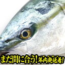 【まだ間に合う！年内着】 ぶり ブリ 鰤 寒ブリ 1尾 約5kg 鹿児島産 お刺身用 送料無料 チルド ぶりしゃぶ ぶり照り 忘年会 お歳暮 おろし済み 贅沢グルメ 【注意】北海道、沖縄は追加送料を997円加算し、ご請求いたします。 お取り寄せ お試し ブリしゃぶ