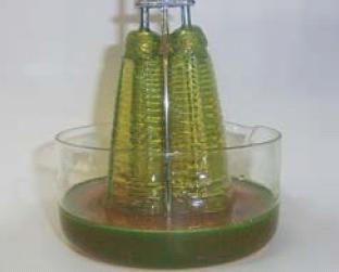 WAKO��S / WAKOS / �拾���������󥸥󥪥���ź�úޥ����å���ե�å��塡QR1��������12������ڥ�����ź�úޡۡڥ��ƥʥ󥹡�