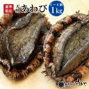 夏季限定【日本海産】天然あわび(1kg)