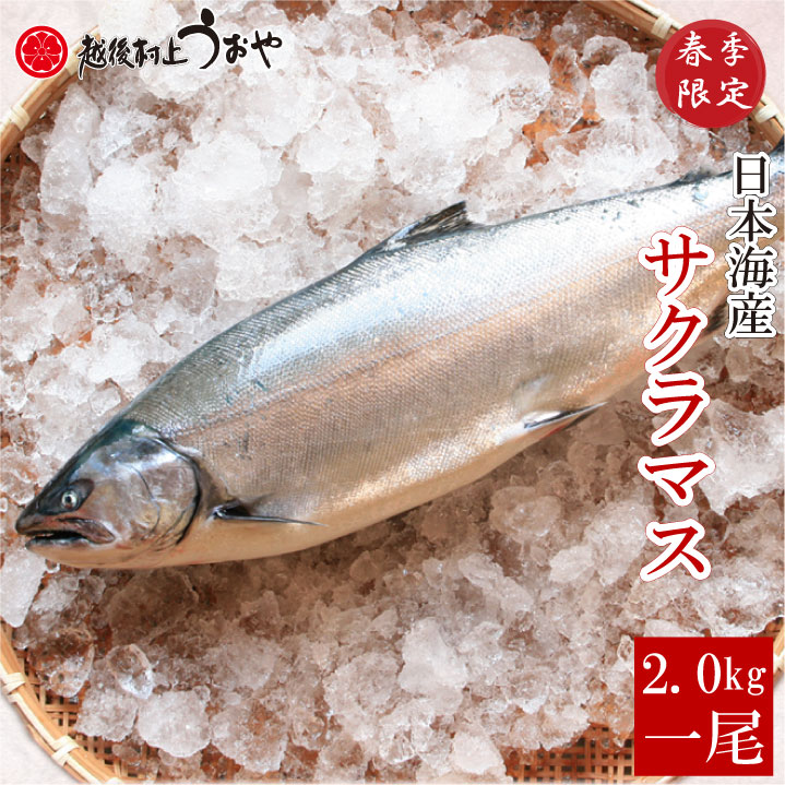 緑が鮮やかな、春から初夏へ移り変わるこの季節、 「本鱒（ホンマス）」が最高に美味しくなります！ 3月〜5月、日本海でとれる桜鱒（さくらます）は新潟では本鱒とも呼ばれ、 見た目も味も素晴らしい、旬の魚です。 「本鱒」は、スーパーなどで見かける「鱒」とはまったく別物です。 脂ののりがよく、焼くと脂がほとばしり、豊かな香りが食欲をそそります。 本鱒は漁獲量が少なく高価なため、ほとんどが高級料亭に出荷されてしまうため、 あまり一般には出回りません。 　 弊店では、この道50年の店主が、「型」や「脂ののり」にこだわって 旬の「サクラマス(本鱒）」を一本一本、選んでおります。 量こそご用意できませんが、品質には自信があり！ 本物の味をぜひ一度御賞味くださいませ 今が最高に美味しい季節です。白焼き、塩焼き、煮付などでお召し上がりください。 まさに絶品！うおやの春の一押です！ ■品名 本鱒（サクラマス） ■原材料 本鱒（日本海産） ■内容量 1尾(2.0kg) ■保存方法 冷蔵保存　：　5℃以下に保存 冷東保存　：　-18℃以下に保存 ■賞味期限 冷蔵4日　：冷凍60日 ■配送方法 クール冷蔵便★SNSに、サクラマスと春にんじんのキャロット・ラペを合わせた 旬を楽しむ一皿を投稿いただきました！ 春のランチにもディナーにも食べてみたいお料理ですね♪ ★こちらもSNSに投稿いただきました！ 上品な脂ののったサクラマスは煮付けも最高に美味しいのですが シンプルな味付けで炊き込みご飯というのもまた最高ですね。 ------------------------------------------- 　* サクラマスのおいしい食べ方* ------------------------------------------- 　 　桜の咲くころ帰ってくるから「サクラマス」。 　また、身が美しいピンク色であることもその名前の由来と言われています。 　 　まさに今が旬真っただ中のサクラマスは味も極上！ 　せっかくのおいしいお魚、いろいろに楽しんでみませんか？ 　 　ということで今回はサクラマスのおすすめレシピをご紹介！ 　 　+*+*+*+*+*+*+*+*+*+*+*+*+*+*+*+*+*+*+*+*+*+*+*+*+ ◎ 白焼き ◎ 　+*+*+*+*+*+*+*+*+*+*+*+*+*+*+*+*+*+*+*+*+*+*+*+*+ 　 　　何もつけずに焼くことを「白焼き」といいます。 　　素材の味を存分に味わえるこの方法、 　　ぜひお試しください！ 　　アツアツにお醤油をジュッとかけても美味。 　　 　+*+*+*+*+*+*+*+*+*+*+*+*+*+*+*+*+*+*+*+*+*+*+*+*+ ◎ 塩焼き ◎ 　+*+*+*+*+*+*+*+*+*+*+*+*+*+*+*+*+*+*+*+*+*+*+*+*+ 　　塩をちょっとふって焼く「塩焼き」はごはんにぴったり♪ 　　 +*+*+*+*+*+*+*+*+*+*+*+*+*+*+*+*+*+*+*+*+*+*+*+*+ ◎ ホイル焼き ◎ +*+*+*+*+*+*+*+*+*+*+*+*+*+*+*+*+*+*+*+*+*+*+*+*+ 　　アルミホイルに玉ねぎの薄切りを敷き、その上に塩コショウした切身を置き、 　　さらにほぐしたしめじをのせ、オーブンかグリルで15分ほど焼きます。 　　お好みでにんじんの千切りやエリンギ、まいたけ、 しいたけ、いんげんなどを加えて。 　　 　　味付けは、 　　 　　・お酒をふりかけて焼き、ポン酢で食べる 　　・白ワイン、醤油をかけ、バターを乗せて焼く。食べるときにレモンをかけて。 　　・醤油、みりんをかけて焼き、すだちをかけて食べる。 　　 　　などお好みでどうぞ。 　　意外と簡単なのにちょっとしたごちそう風です♪ 　 　+*+*+*+*+*+*+*+*+*+*+*+*+*+*+*+*+*+*+*+*+*+*+*+*+ ◎ ムニエル、バター焼き ◎ 　+*+*+*+*+*+*+*+*+*+*+*+*+*+*+*+*+*+*+*+*+*+*+*+*+ 　　塩コショウして小麦粉をまぶして焼く「ムニエル」。 　　ご家庭なら難しいソースは抜きにして、 焼くときに上にバターをひとかけのせて。 　　これだけでぐっとグレードアップ♪ 　　 　　塩コショウだけでそのまま焼けばバター焼き。 温野菜をたっぷり添えて。 　　 　　どちらも白ワインがよく合います(^^) 　 　 　そのほか天ぷらやフライなどにしても美味！ 　 　【うおや】のサクラマスは日本海産の極上品。 　素材が良いのでシンプルな調理法でも 本当においしく召し上がっていただけます。 　 　旬のこの時季、ぜひ一度お試しくださいね 【サクラマスの煮付】