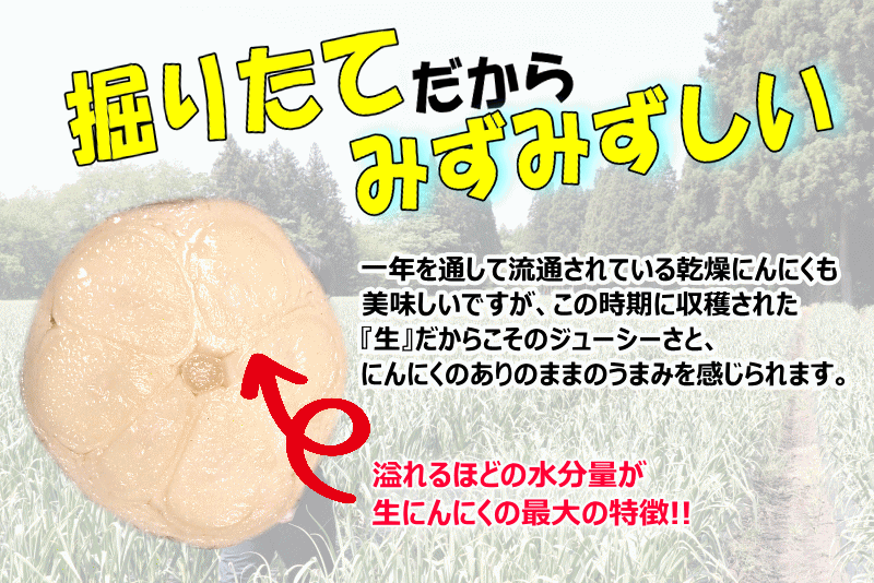 即日発送！青森県産 生にんにく 1kg【にんにく 青森】【にんにく 国産】【にんにく...
